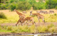 kruger national park, safari, national park, serengeti national park, park