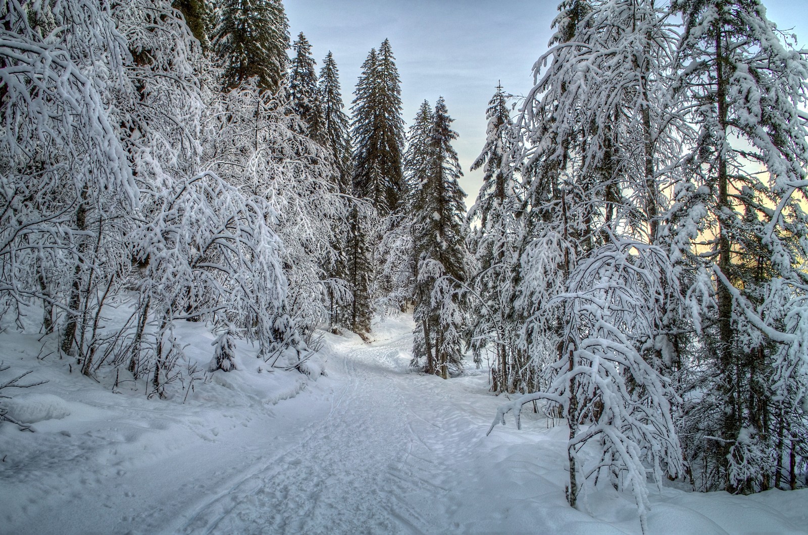 winter, snow, tree, frost, freezing wallpaper