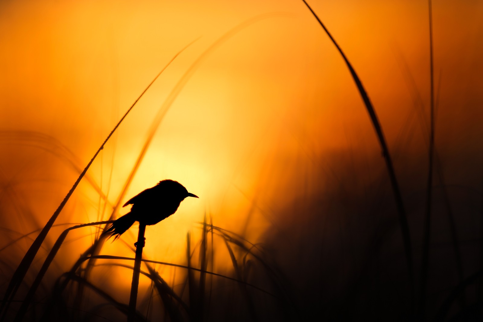 Oiseau arabe assis sur une branche devant un coucher de soleil (lever de soleil, coucher de soleil, silhouette, orange, jaune)