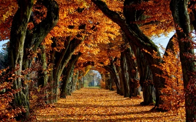 herbst, baum, natur, blatt, laubabwerfend