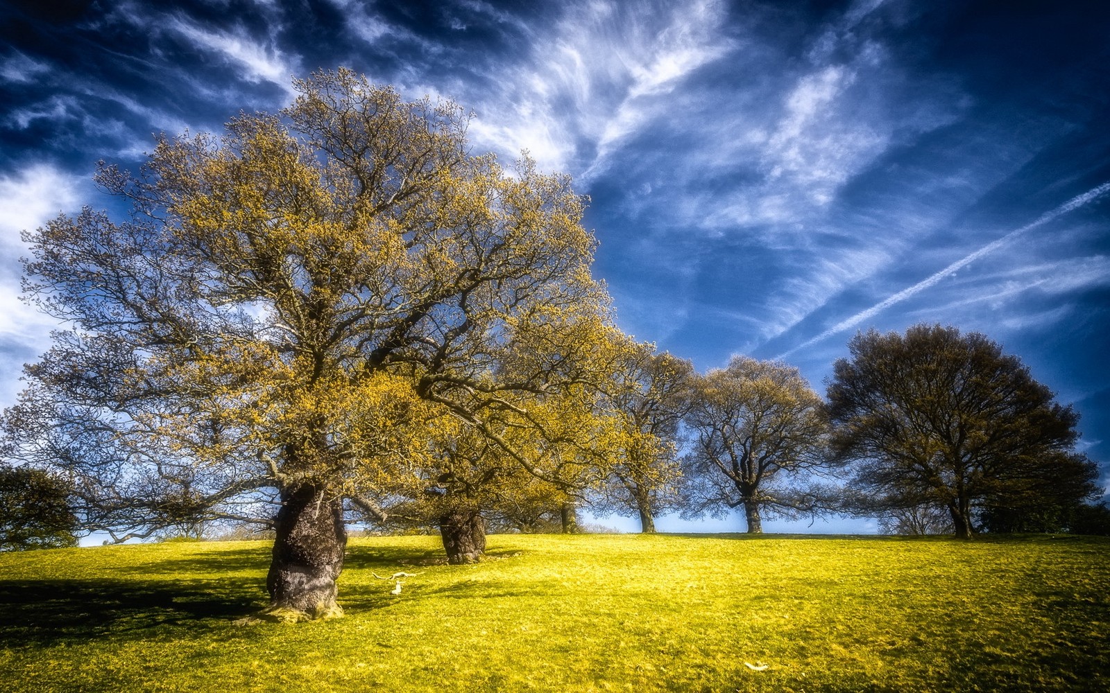 A large tree in a grassy field with a blue sky (tree, nature, cloud, yellow, meadow)