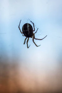 Nahaufnahme einer Spinne, die in ihrem Netz schwebt