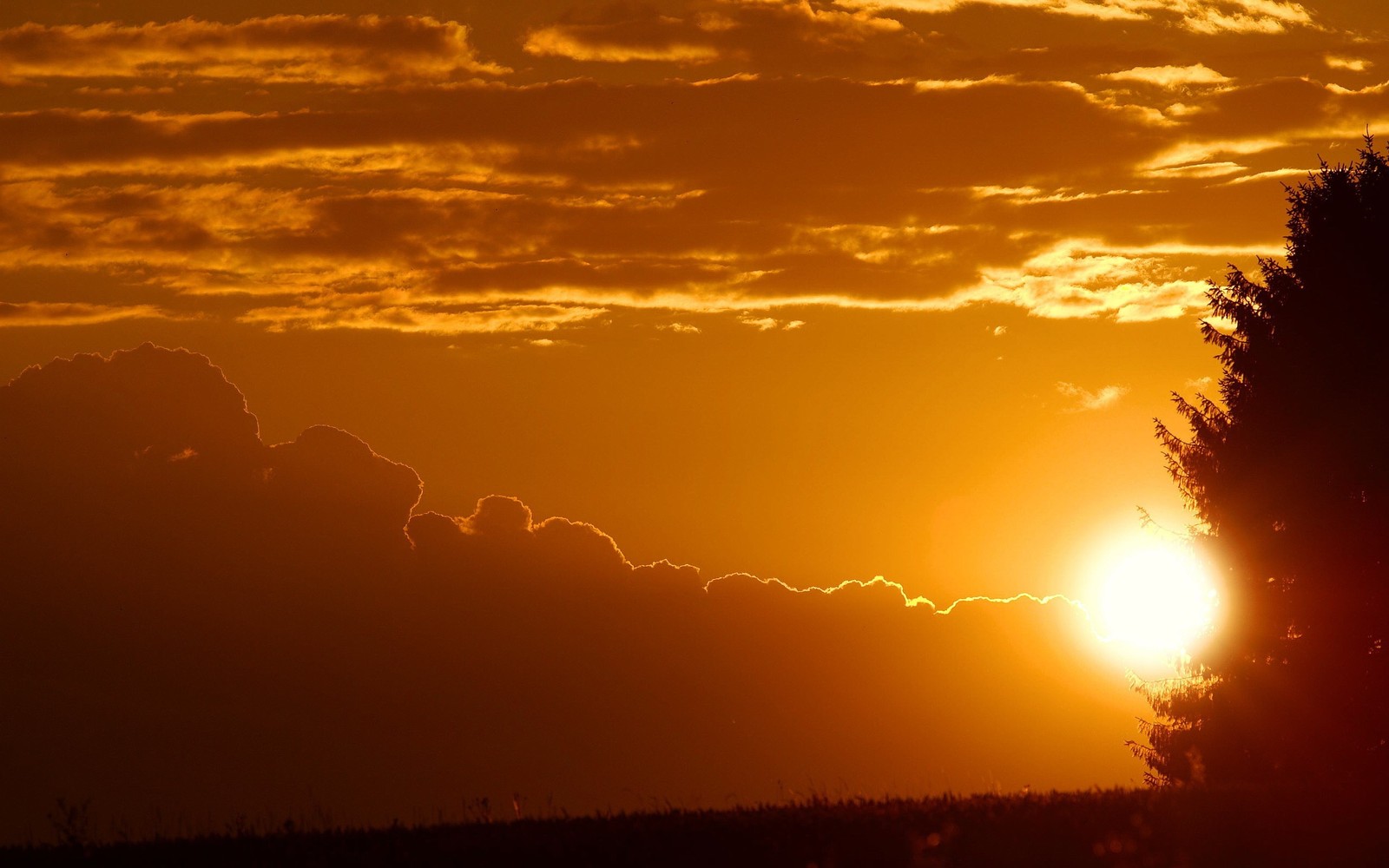 Sonnenuntergang mit dem schatten eines baumes und wolken (sonnenuntergang, sonne, nachglühen, sonnenaufgang, horizont)