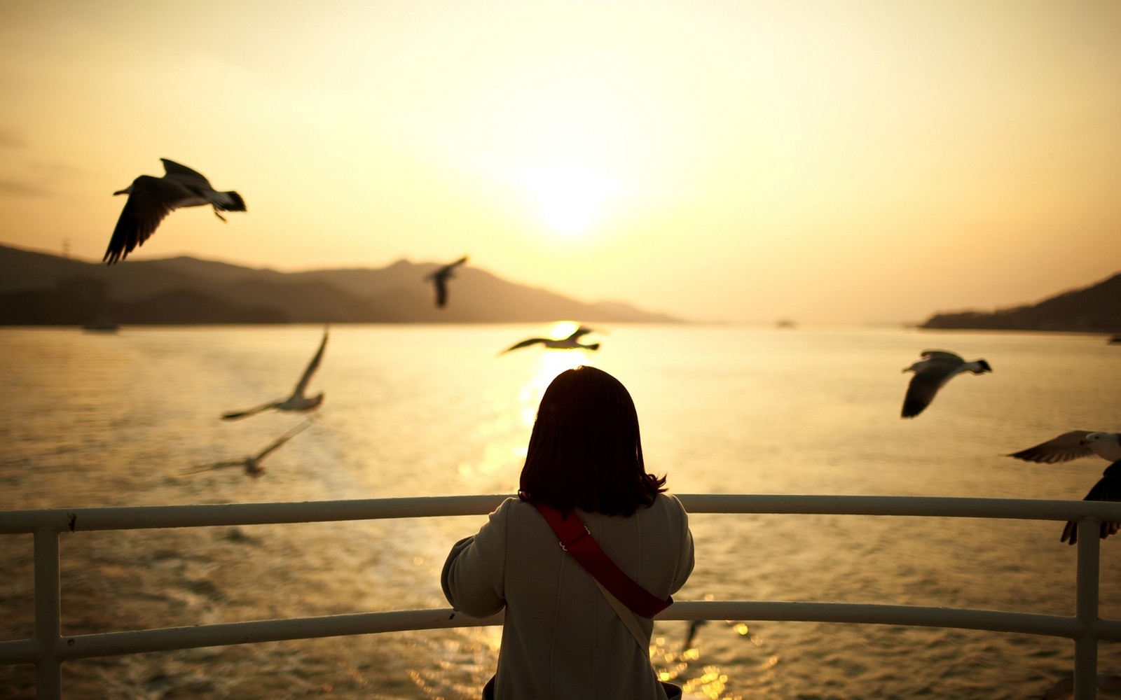 Lade sonnenuntergang, wasser, seevogel, morgen, meer Hintergrund herunter