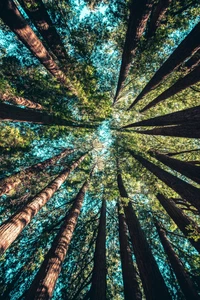 Canopée majestueuse de séquoias : Une perspective verticale de la nature