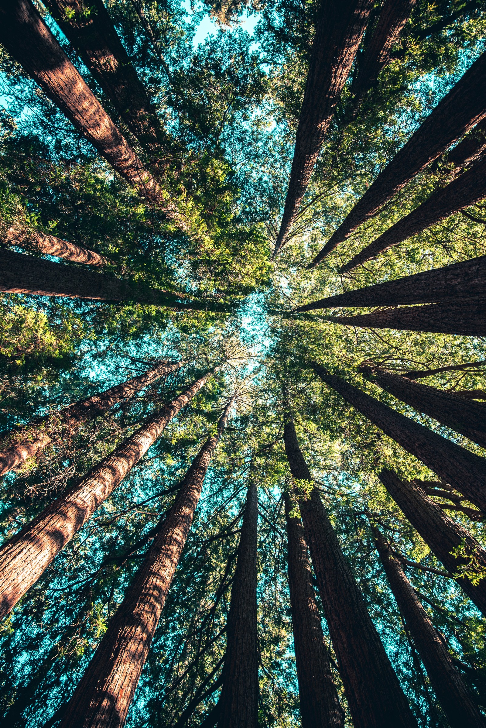 Baixar papel de parede natureza, pomi