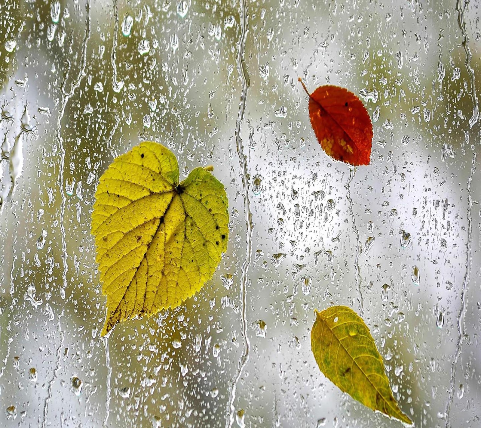 Descargar fondo de pantalla hermoso, lindo, mirada, agradable