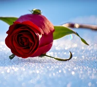 cute, feelings, love, rose wallpaper