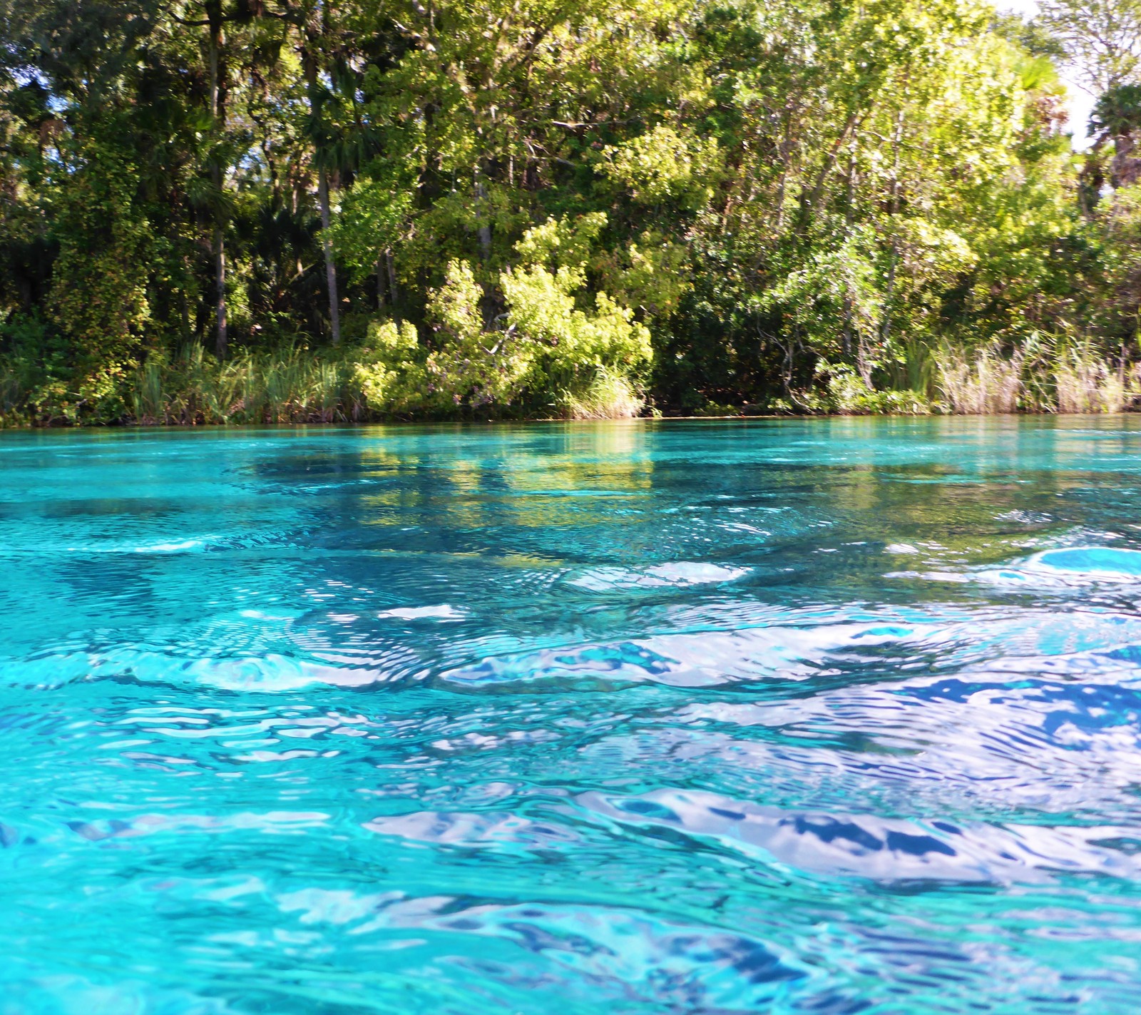 There is a blue pool with clear water and trees in the background (blue, florida, nature, springs, water)