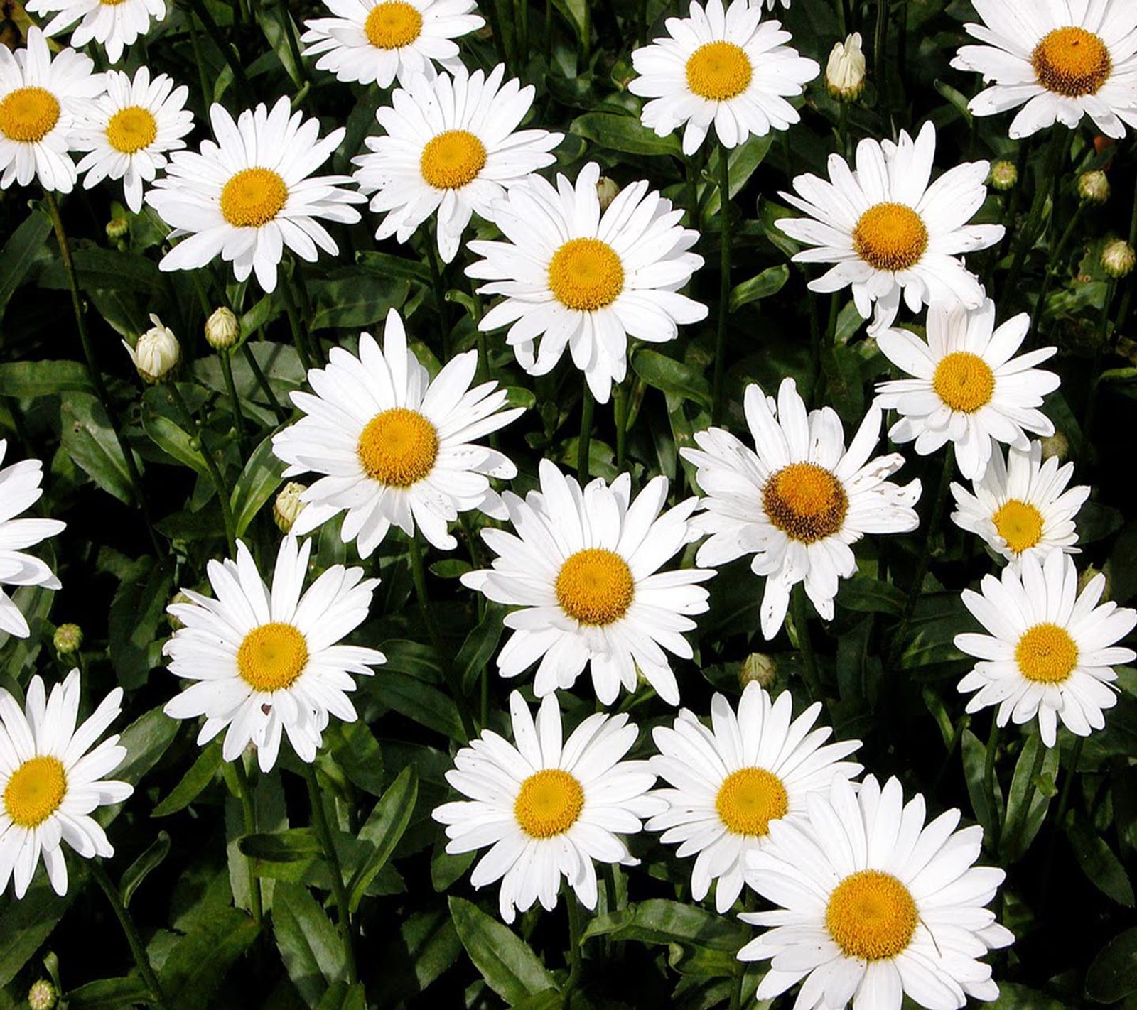 Un gros plan d'un bouquet de fleurs blanches avec des cœurs jaunes (regard, sympa)