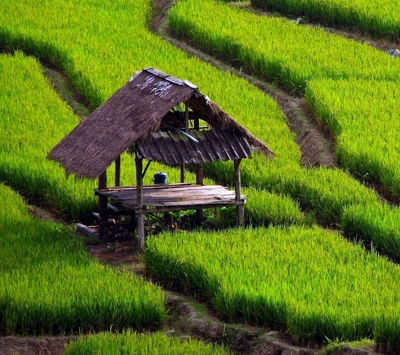 grama, verde, paisagem, natureza