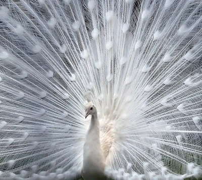 animal, pássaro, pena, pavão