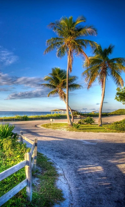 beach, nature, palm, road, sea