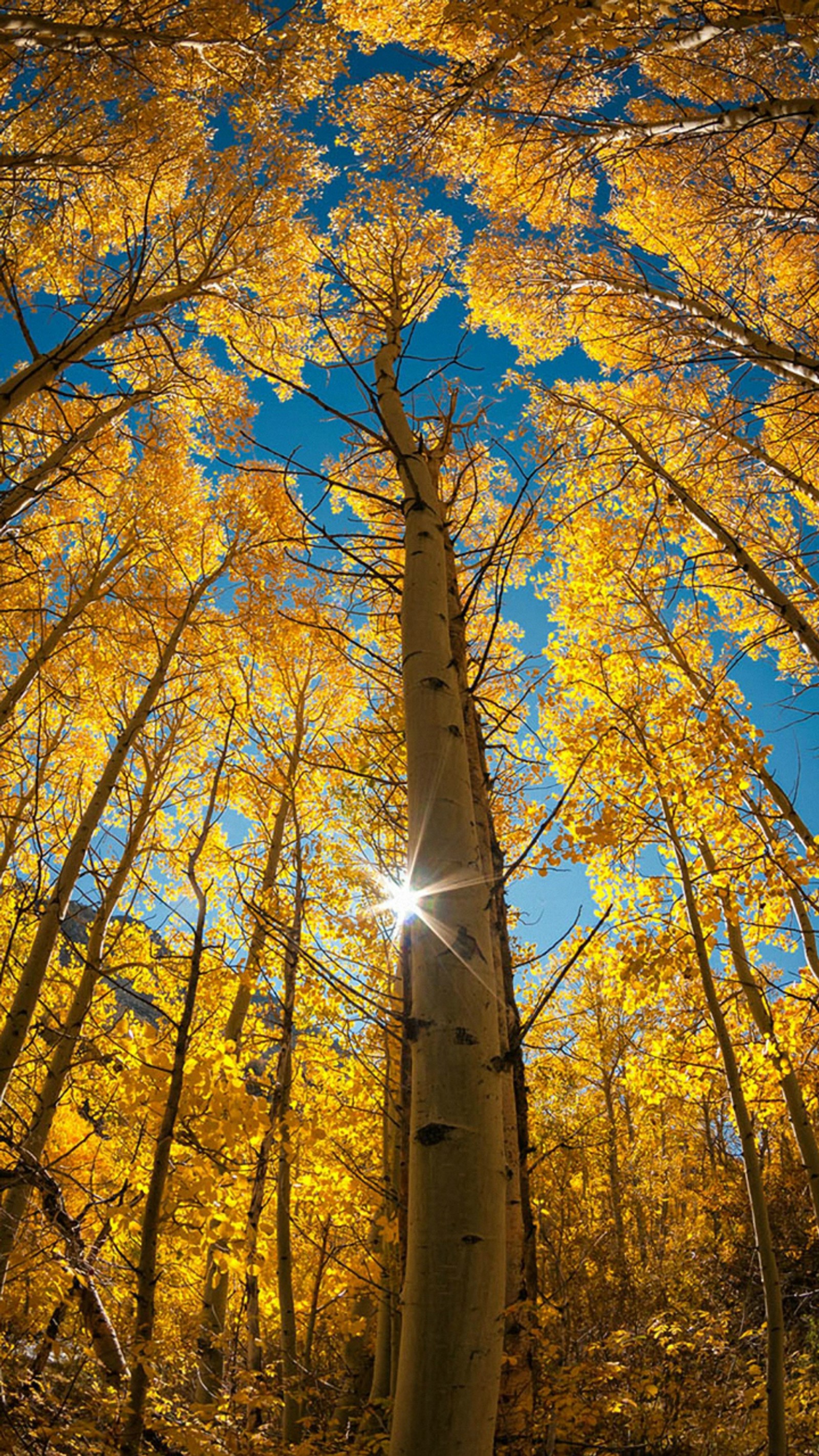 A view of a tall tree with the sun shining through it (amarillo disfruta, rbol, yellow)