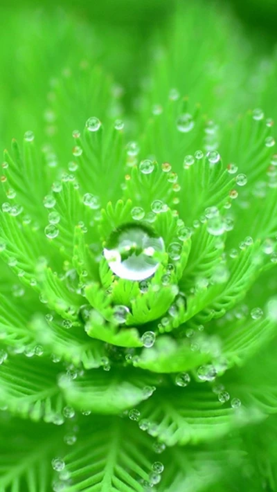 gouttes, vert, feuilles, nature, eau