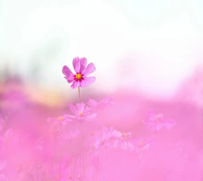 Flores rosas delicadas em flor