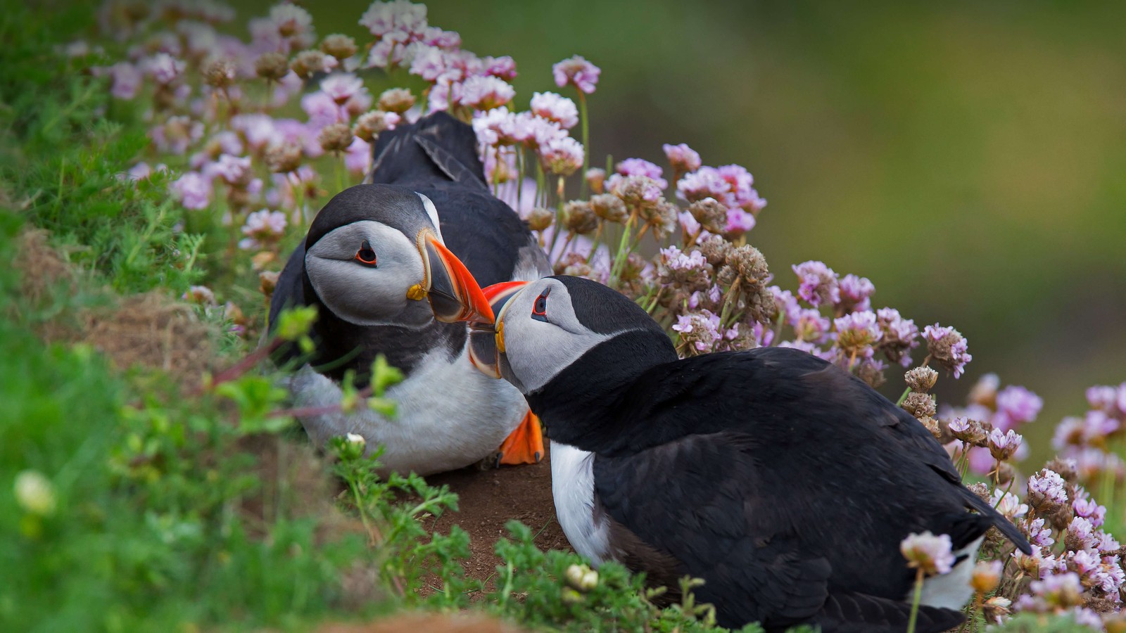 Скачать обои атлантический тупик, вместе, морские птицы, puffin birds, животные