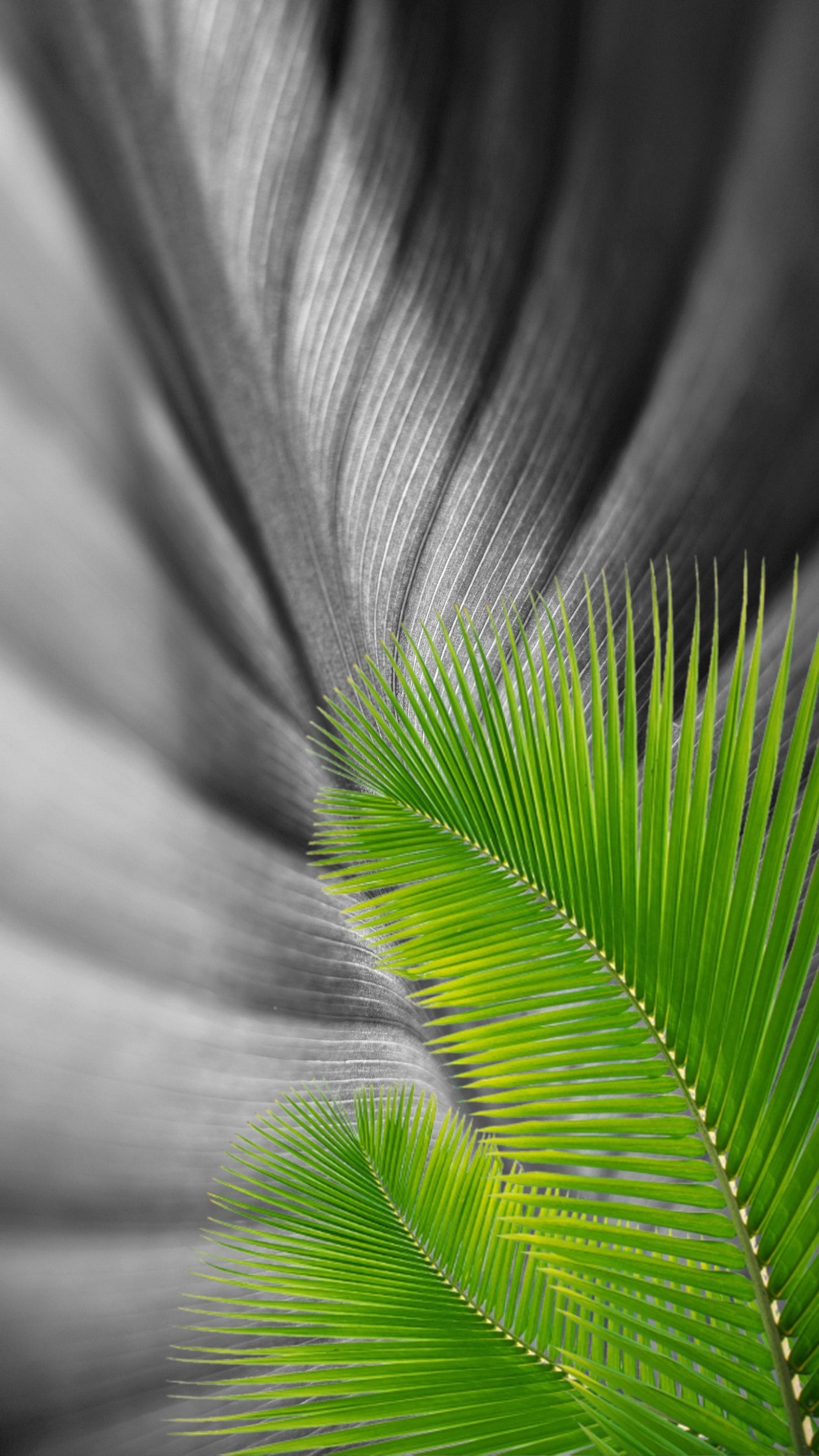 feather, gray wallpaper