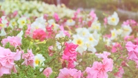 Vibrant Spring Blossoms: A Colorful Display of Pink and White Flowers