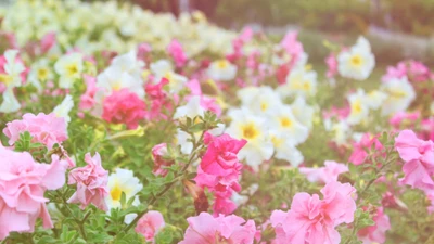 Flores vibrantes de primavera: Una colorida exhibición de flores rosas y blancas