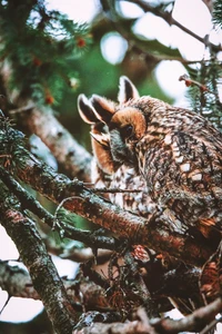 Grand hibou à cornes reposant sur des branches de pin