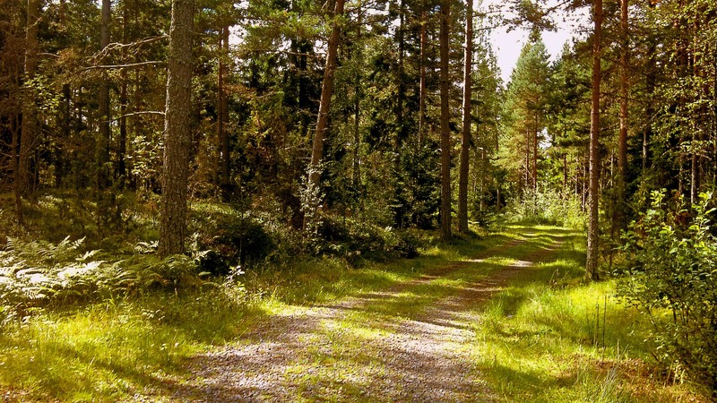 В центре леса проходит грунтовая дорога (путь, лес, природа, дерево, лесистая местность)