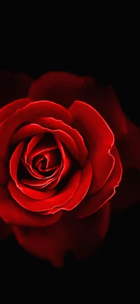 Vibrant Red Hybrid Tea Rose Against a Dark Background