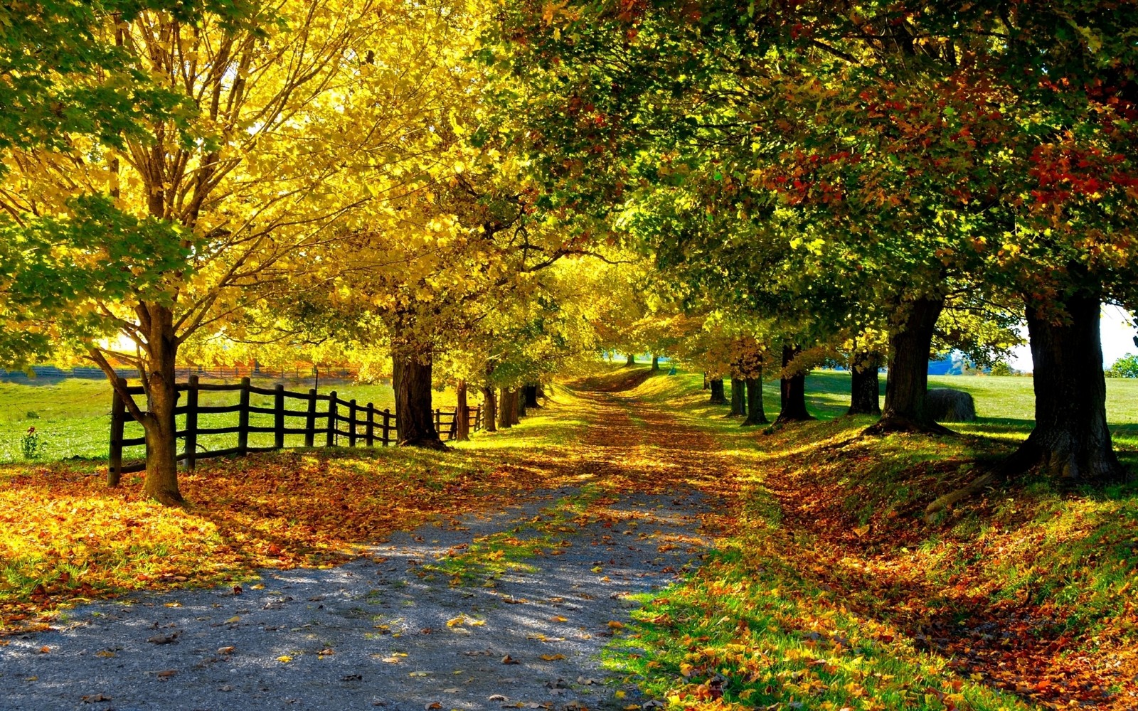 A road lined with trees and leaves next to a fence (tree, leaf, nature, autumn, sunlight)