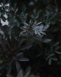 Frosted Leaves in Darkness: A Study of Flora