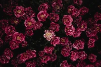 Vibrant Magenta Roses in a Lush Garden Display