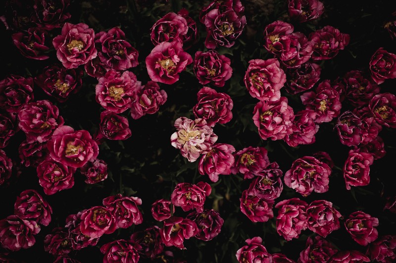 Крупный план гор bunch of pink flowers on a black background (цветок, дизайн, красный, розовый, садовые розы)