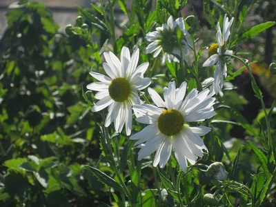 Margaridas Oxeye vibrantes em um jardim florescente