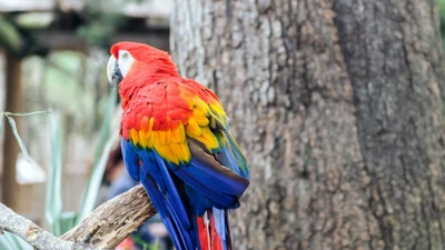 Vibrant Scarlet Macaw perched on a branch, showcasing its striking red, yellow, and blue plumage against a textured tree backdrop.