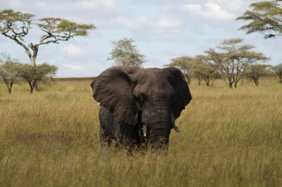 éléphant de savane africain, éléphant de forêt africain, éléphant, braconnage, animal terrestre