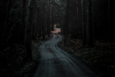 Sendero crepuscular a través de un bosque templado oscuro