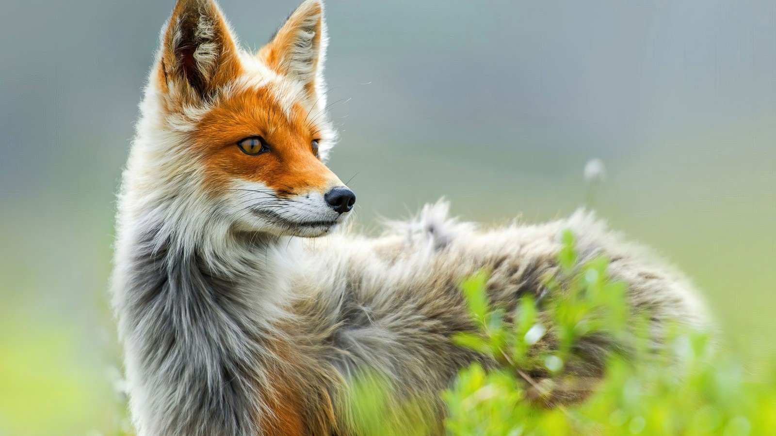 Il y a un renard qui se tient dans l'herbe (renard, animal, animaux)