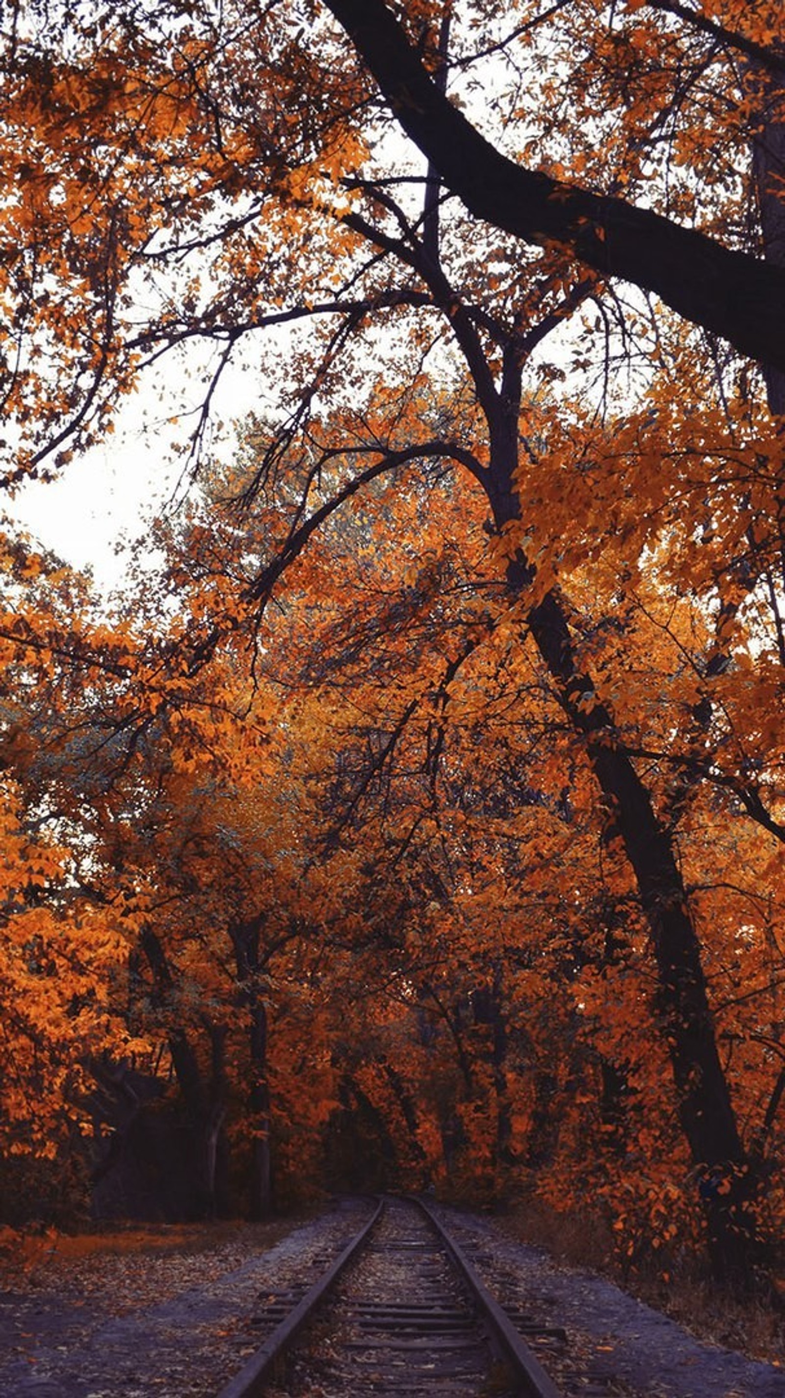 A close up of a train track with trees in the background (nature, autumn, maple leaf, woodland, grove)