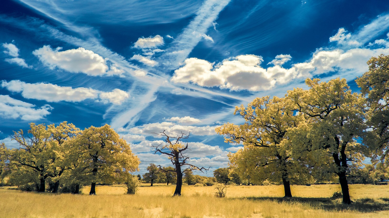 Trees in a field with a blue sky and clouds in the background (nature, tree, cloud, daytime, grassland)