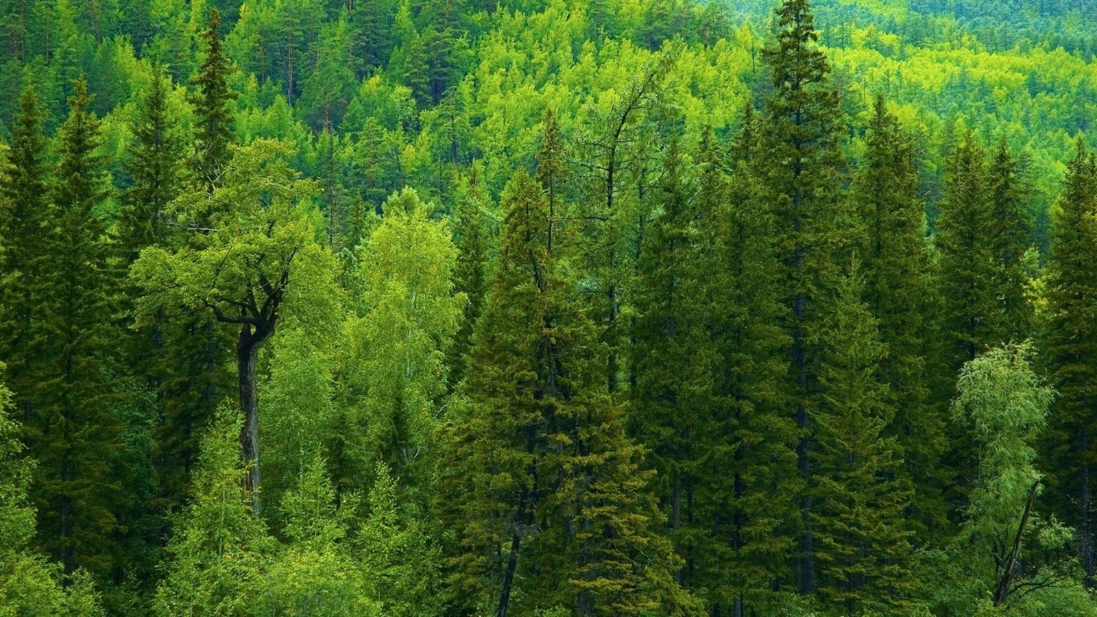 Araffes in a field of green grass and trees in the background (pine, tree, forest, conifers, vegetation)