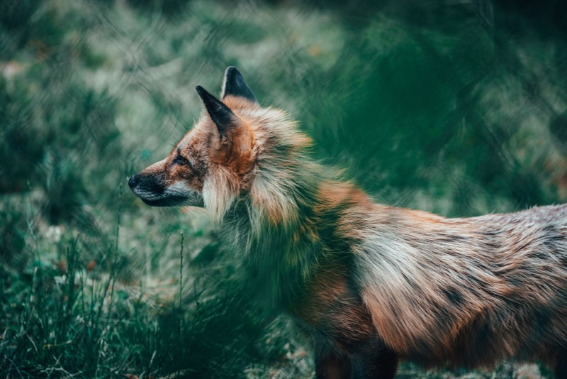 Близкий план лисы, стоящей на поле травы (рысь, лиса, дикая природа, canidae, дохл)