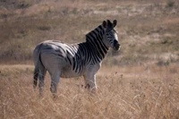 zebra, fauna, animal terrestre, pradaria, juba