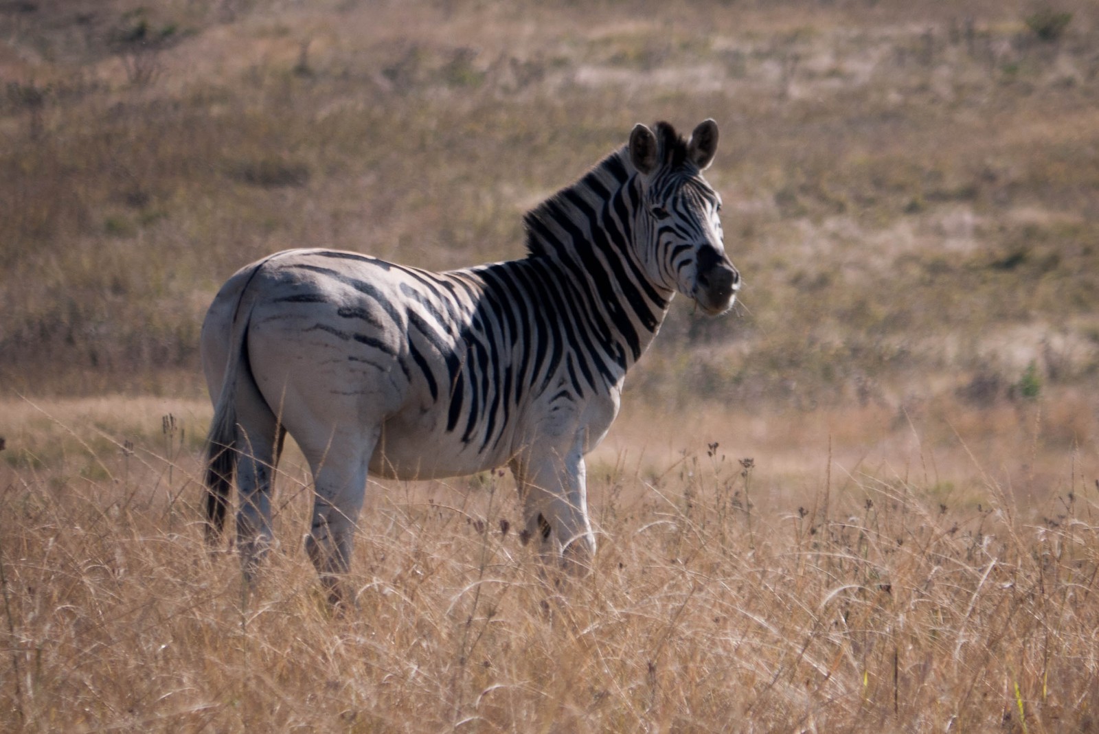 Zèbre se tenant dans un champ d'herbe haute avec une colline en arrière-plan (zèbre, faune, animal terrestre, prairie, crinière)