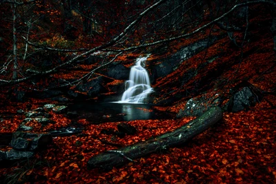 Chute d'eau sereine au milieu du feuillage sombre de la forêt d'automne