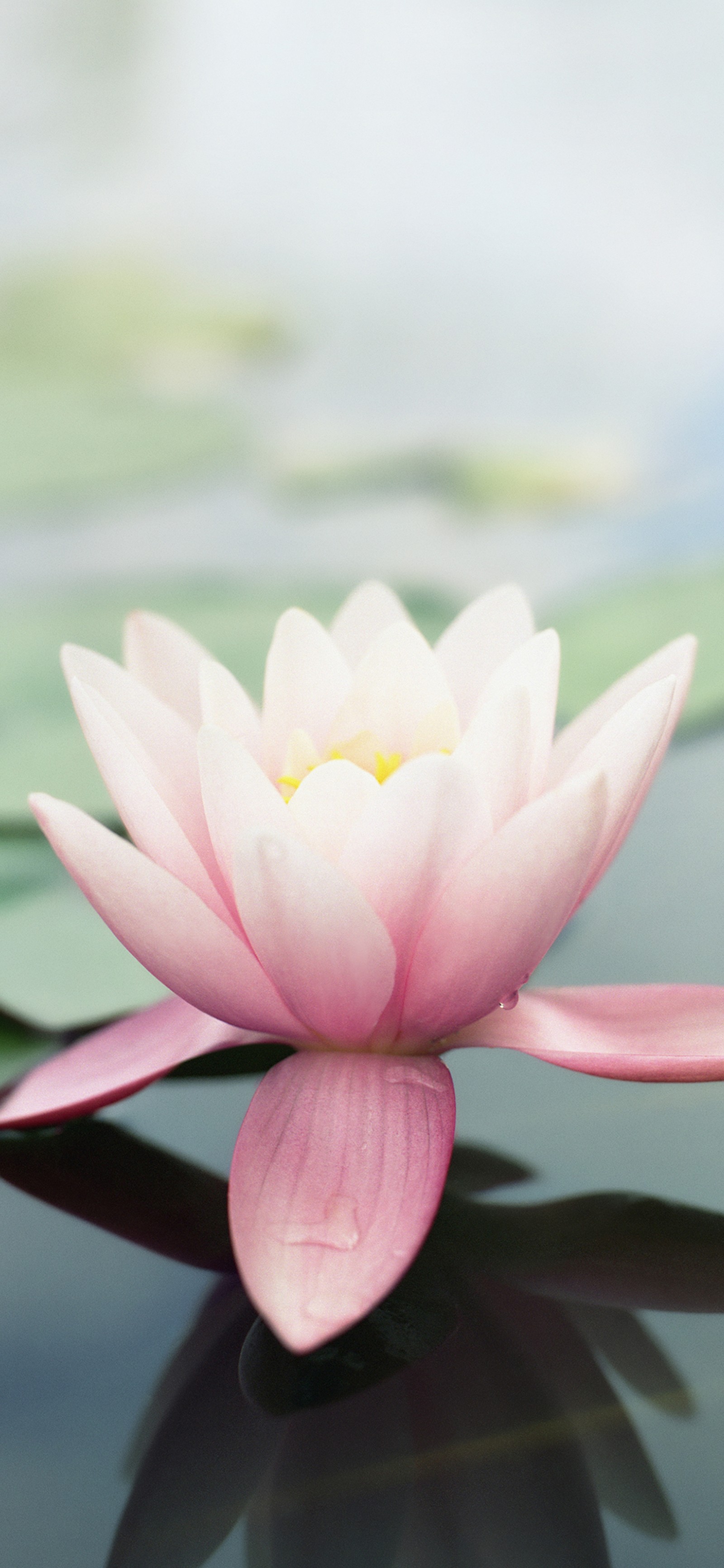 Il y a une fleur rose flottant sur un étang. (pommes, fleur, plante, lotus, feuille)