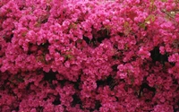 bougainvillea, garden, pink, plant, flowering plant