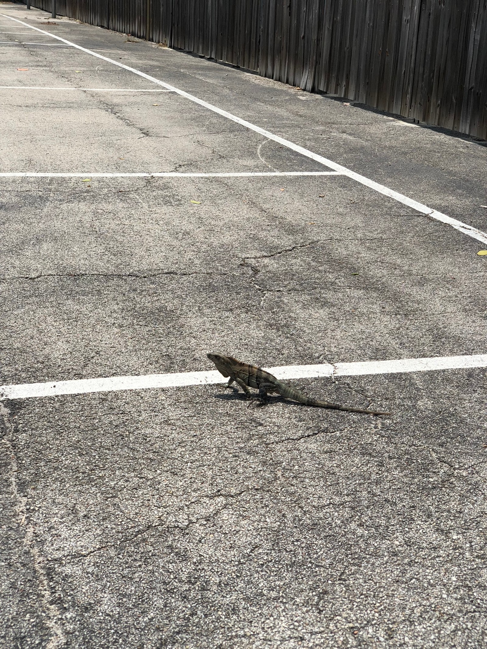 Una lagartija cruzando la calle (asfalto, superficie de la carretera, geometría, camino, naturaleza)