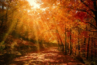 Golden Autumn Radiance in a Deciduous Forest Pathway