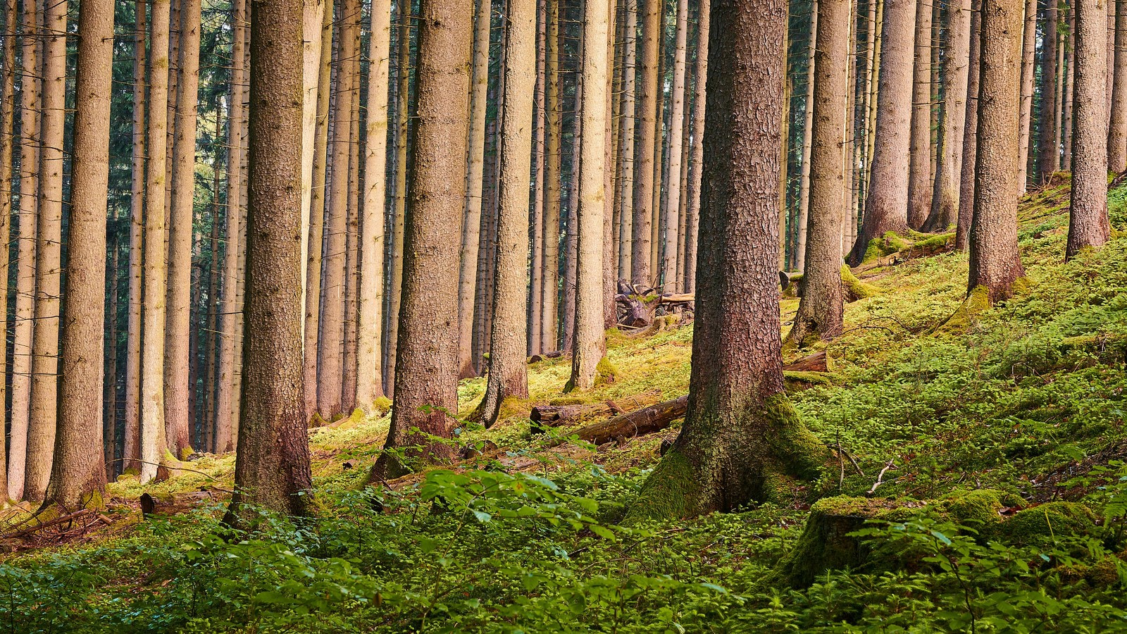 There is a forest with a bench and a lot of trees (tree trunks, forest, greenery, outdoor, daytime)