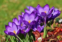 Flores de crocus violeta vibrantes florescendo no jardim da primavera