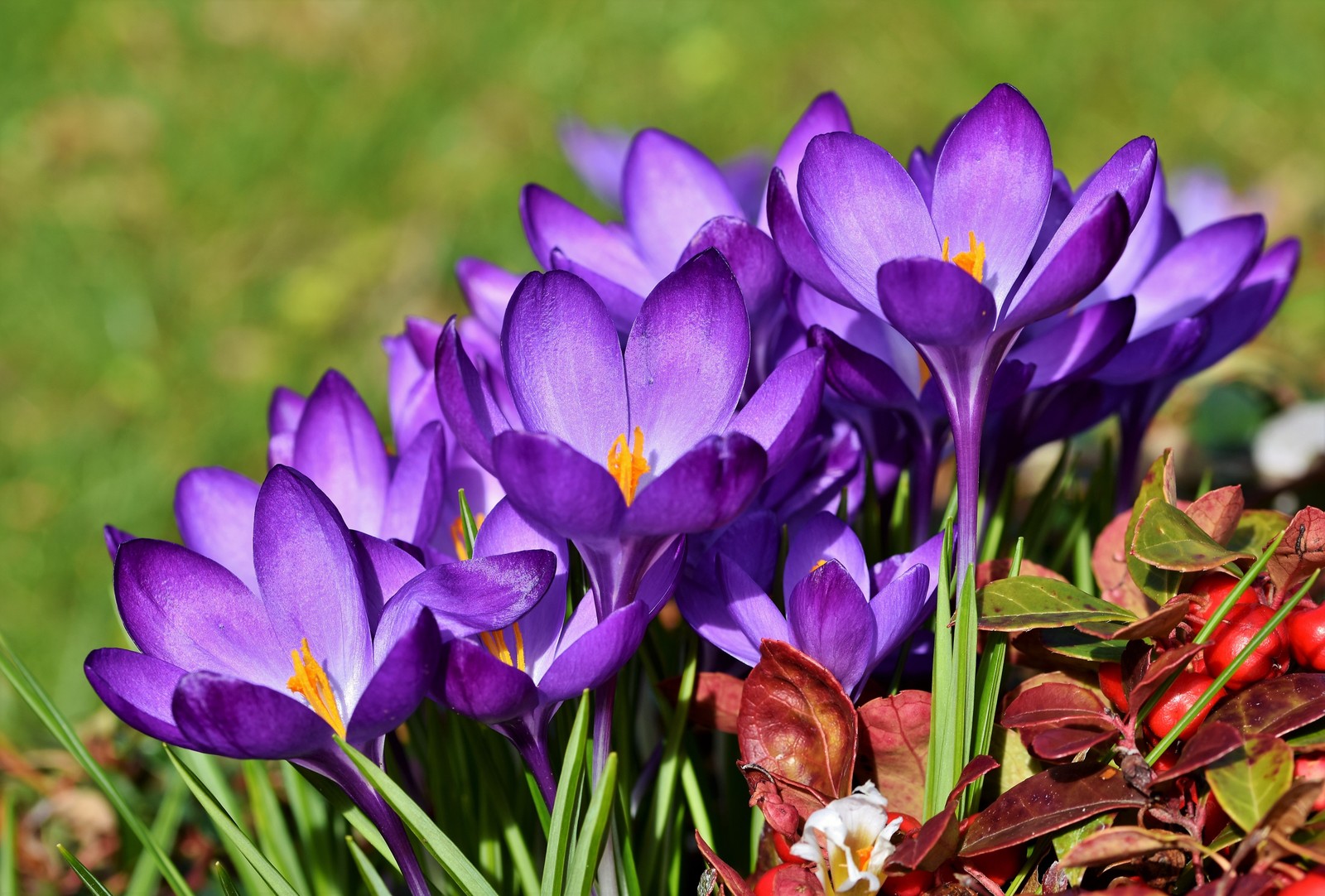 Téléchargez le fond d'écran fleurs de crocus, fleurs violettes, jardin, floraison, printemps